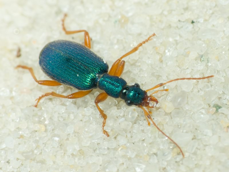 Drypta dentata (P. Rossi, 1790)